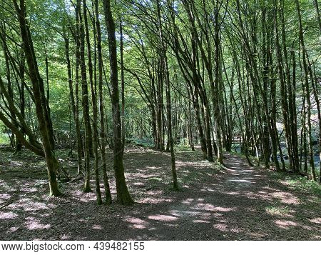 Promenade Along The Curak Stream Near The Zeleni Vir Picnic Area In Gorski Kotar - Vrbovsko, Croatia