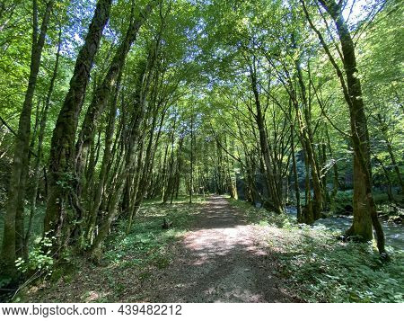 Promenade Along The Curak Stream Near The Zeleni Vir Picnic Area In Gorski Kotar - Vrbovsko, Croatia