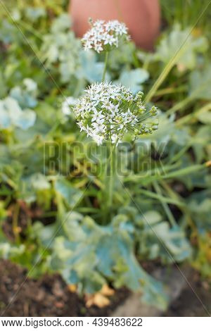 Crambe Maritima Lillywhites In Bloom Zdsf Zxdfv