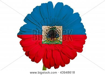 Gerbera sedmikrásky květin v barvách národní vlajka Haiti na bílém pozadí jako koncept a symbolem