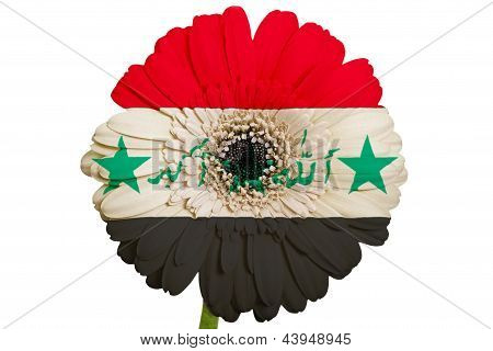 Gerbera Daisy Flower In Colors National Flag Of Iraq   On White Background As Concept And Symbol Of
