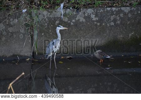 A Gray Heron In A Stream. Pelecaniformes Ardeidae. Catch Fish And Amphibians With A Long Beak In Riv