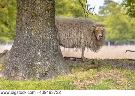Drenthe Heath Sheep, Probably The Oldest Breed Of Sheep In Europe, Is Primarely Raised For Vegetatio