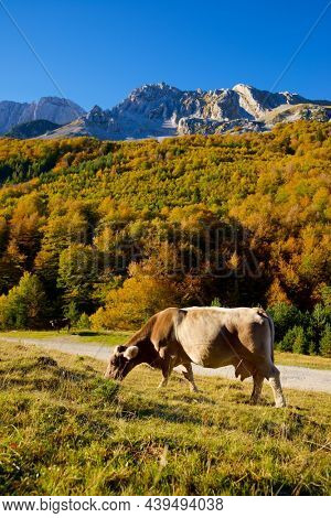 Cow grazing in the Pyrenees, in Anso Valley, Aragon, Huesca province in Spain.