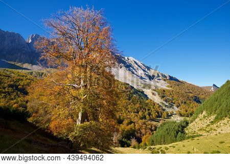 Forest in Anso Valley, Huesca Province in Aragon in Spain.