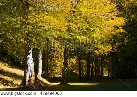 Forest in Anso Valley, Huesca Province in Aragon in Spain.