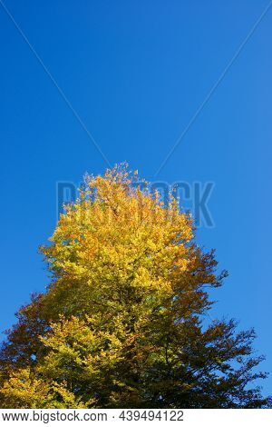 Autumn tree in Anso Valley, Huesca Province in Aragon in Spain.