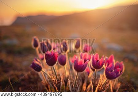 Purple Wild Crocus Flavus Flower Or Pulsatilla Or Pasque Flower Growing At Sunset Outdoors. Early Si