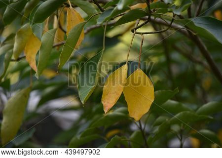 Yellow Leaves Of Dendropanax Trifidus. This Plant Is An Araliaceae Evergreen Tree Called Kakure-mino