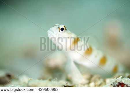 Redmargin Shrimpgoby (amblyeleotris Rubrimarginata). Triton Bay, West Papua, Indonesia