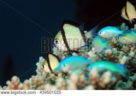 Two-stripe Damsel (dascyllus Reticulatus) On A Coral. Moalboal, Philippines