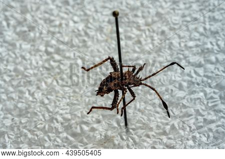 Pinned Macro Of A Squash Bug Nymph In An Insect Entomology Collection