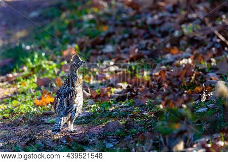 Ruffed Grouse (bonasa Umbellus) Standing On The Ground In Wisconsin In November, Horizontal