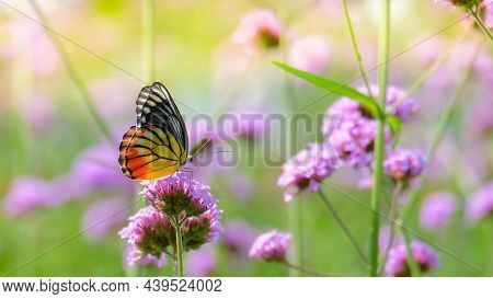 The Painted Jezebel Butterfly (delias Hyparete) On Verbena Flower, Beautiful Butterfly With Colorful
