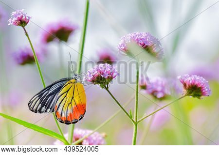 The Painted Jezebel Butterfly (delias Hyparete) On Verbena Flower, Beautiful Butterfly With Colorful