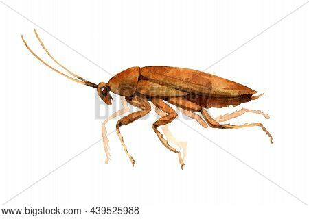 Orange Cockroach In Profile, Beetle, Pest Insect, Symbol Of Insanitary Conditions, Color Illustratio