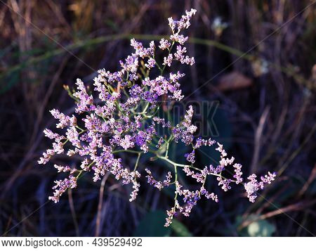 Blooming Goniolimon On A Summer Meadow In The Rays Of The Morning Sun