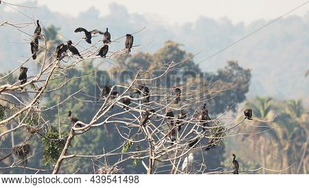 Carambolim Lake, Goa, India. The Indian Cormorants Sits On Tree Branches In Sunny Morning. Indian Sh