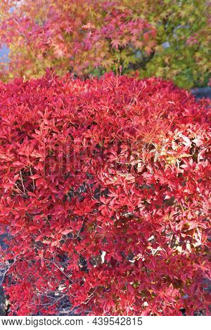 Autumn Leaves Of Enkianthus Perulatus. Ericaceae Deciduous Shrub. A Tree Where You Can Enjoy Fresh G