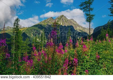 Beautiful Summer Landscape - Mountains, Lush Forest, Pink Fireweed Or Elobium Flowers And White Clou