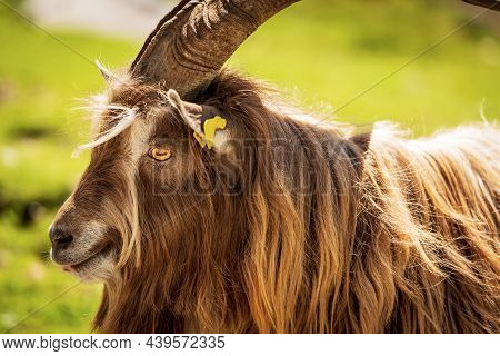 Portrait Of A Beautiful Billygoat Or Male Goat, Profile View, With Long Fur And Horns. Italian Alps,