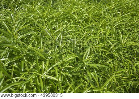 Green Leaves Texture Background With Beautiful Pattern. Clean Environment. Ornamental Tropical Plant