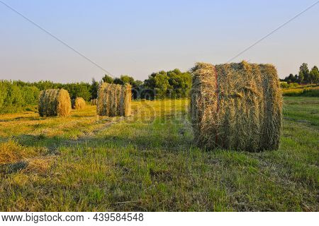 Hay Bales In A Field Lit By The Evning Sunlight