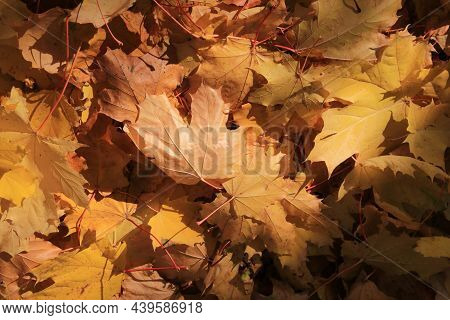 Autumn Background From Fallen Leaves Of Maple Tree Illuminated By Sunlight