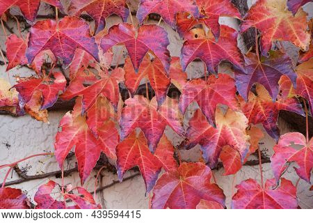 Autumn Leaves Of Ivy. Vitaceae Deciduous Vine. The Walls Of The House Covered With Ivy.