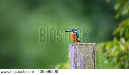 The Kingfisher Sits On A Wooden Post And Looks Out For Its Prey