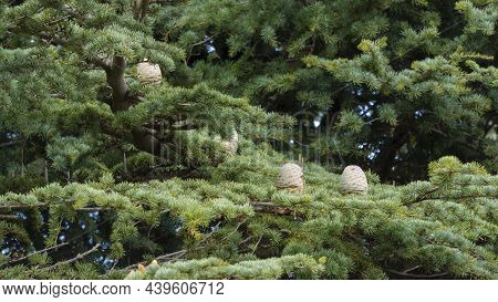 Cedar In Al Shouf Cedar Nature Reserve. Lebanon