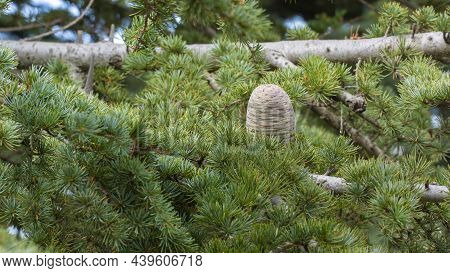 Cedar In Al Shouf Cedar Nature Reserve. Lebanon