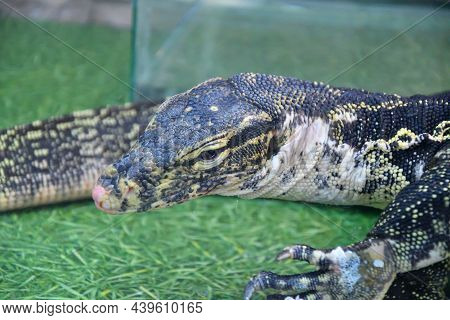 Striped Monitor Lizard, Or Water Monitor Lizard, Kabaragoya (latin. Varanus Salvator)