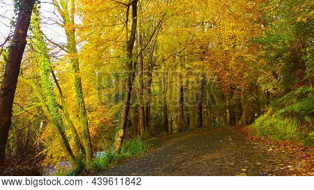 Glenarm Forest And Glen Co Antrim Northern Ireland In Autumn