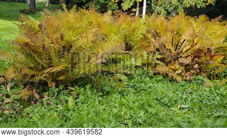 Dry Fern. Yellow Leaves. Beautyful Ferns Leaves Green Foliage Natural Floral Fern Background In Sunl