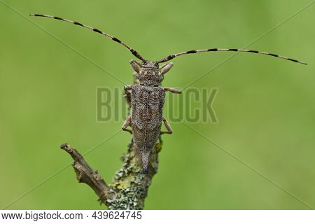 Female The Timberman Beetle Acanthocinus Aedilis In Czech Republic