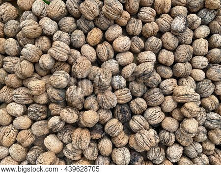 Inshell Walnut. Heap Of Unpeeled Walnuts Close-up. Brown Walnuts, Harvest In The Garden. Selective F