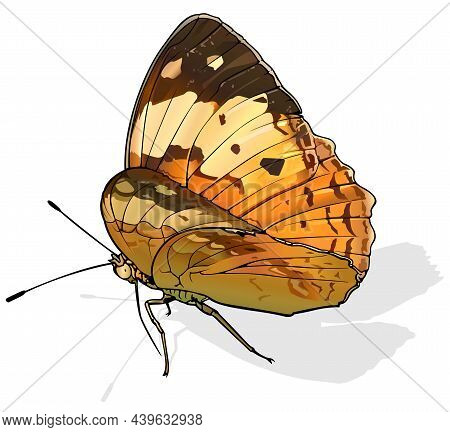 Rustic - Beautiful Butterfly Cupha Erymanthis Isolated On White Background, Vector Illustration