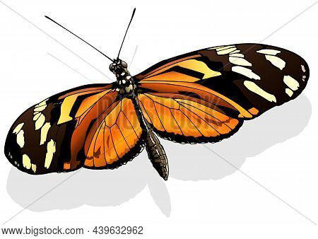 Ismenius Tiger - Beautiful Butterfly Heliconius Ismenius Isolated On White Background, Vector Illust