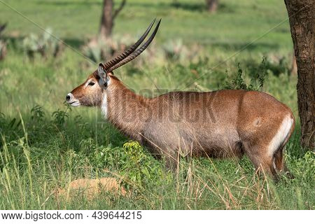 Defassa Waterbuck (kobus Defassa), Murchison Falls National Park, Uganda