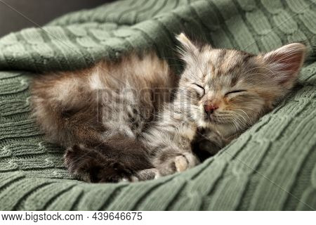 Cute Kitten Sleeping On Knitted Blanket. Baby Animal