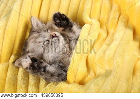 Cute Kitten Sleeping In Soft Yellow Blanket, Above View