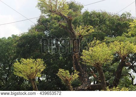 Tender Leaves Sprouting After The Monsoon
