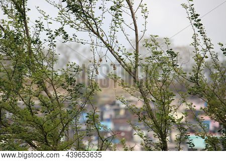 Tender Leaves Sprouting After The Monsoon