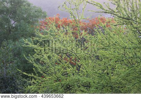 Tender Leaves Sprouting After The Monsoon On The Tree Branches