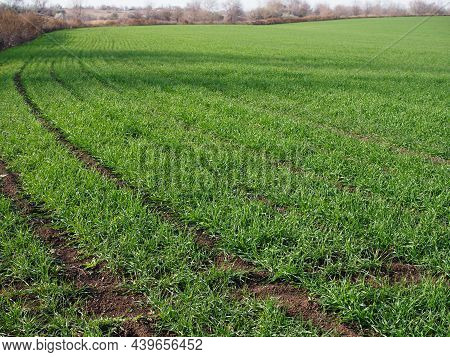 Green Shoots Of Winter Cereals On A Farm Field . Winter Grains Also Called Fall Cereals Or Autumn-so