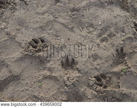 Dog Footprint On The Soil Land Footprint Dog On The Earth Animal Track, Tracks Dog Foot Prints On Mu