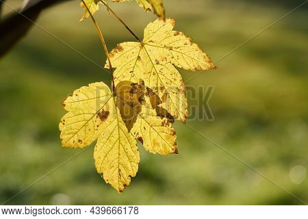Leaves Of A Sycamore Maple (acer Pseudoplatanus) With Yellow Autumn Color In A Park In October
