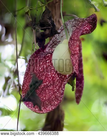 A Beautiful Flower Of The Aristolochia Elegans, Beach Whistle Wind.
