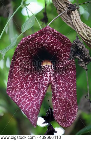 A Beautiful Flower Of The Aristolochia Elegans, Beach Whistle Wind.